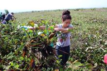 Analizan lirio en la Laguna de Zapotlán como alternativa para alimentar ganado