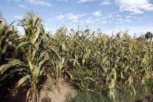Analizan condiciones de vida de trabajadores agrícolas migrantes del Sur de Jalisco