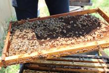 Los pesticidas son uno de los principales causantes de la desaparición de las abejas
