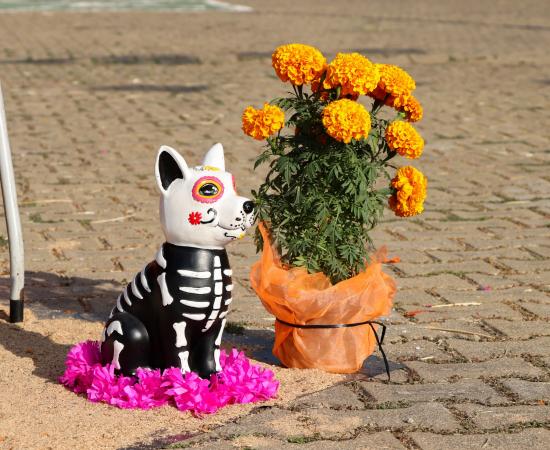 El Cusur celebra el Día de Muertos con creatividad y tradición en su Concurso de Altares 2025