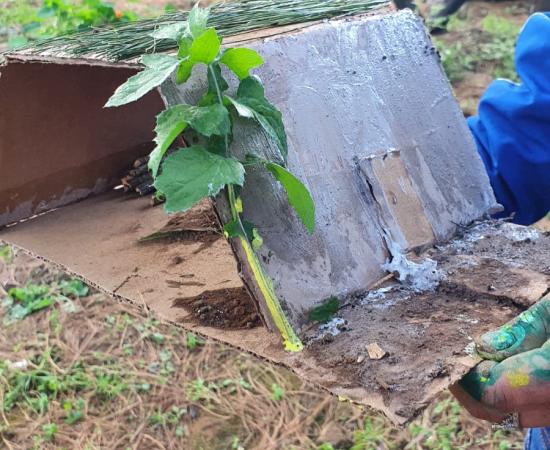 Promueve el CUSur la agricultura sustentable desde la infancia