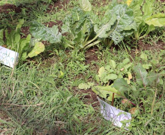 Realizan recorrido para conocer las tecnologías verdes y biodiversidad del CUSur