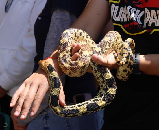 CUSur fue sede de la colección biológica itinerante del CUCosta que promueve la conciencia ambiental