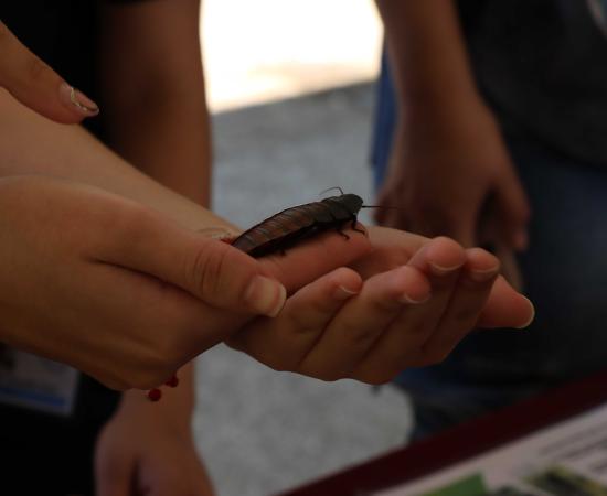 CUSur fue sede de la colección biológica itinerante del CUCosta que promueve la conciencia ambiental