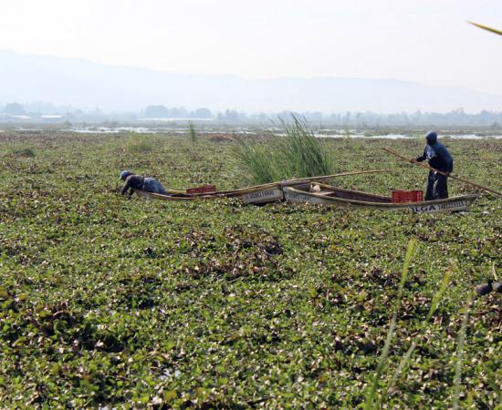 Analizan usar lirio acuático para alimentar ganado