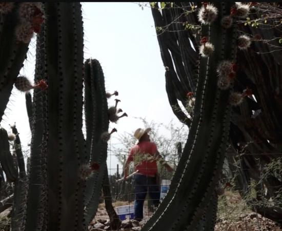 Documental Expresiones del Sur