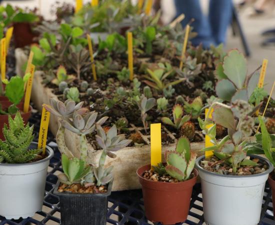 Arranca el Verano Científico “Vive la Ciencia” en el CUSur